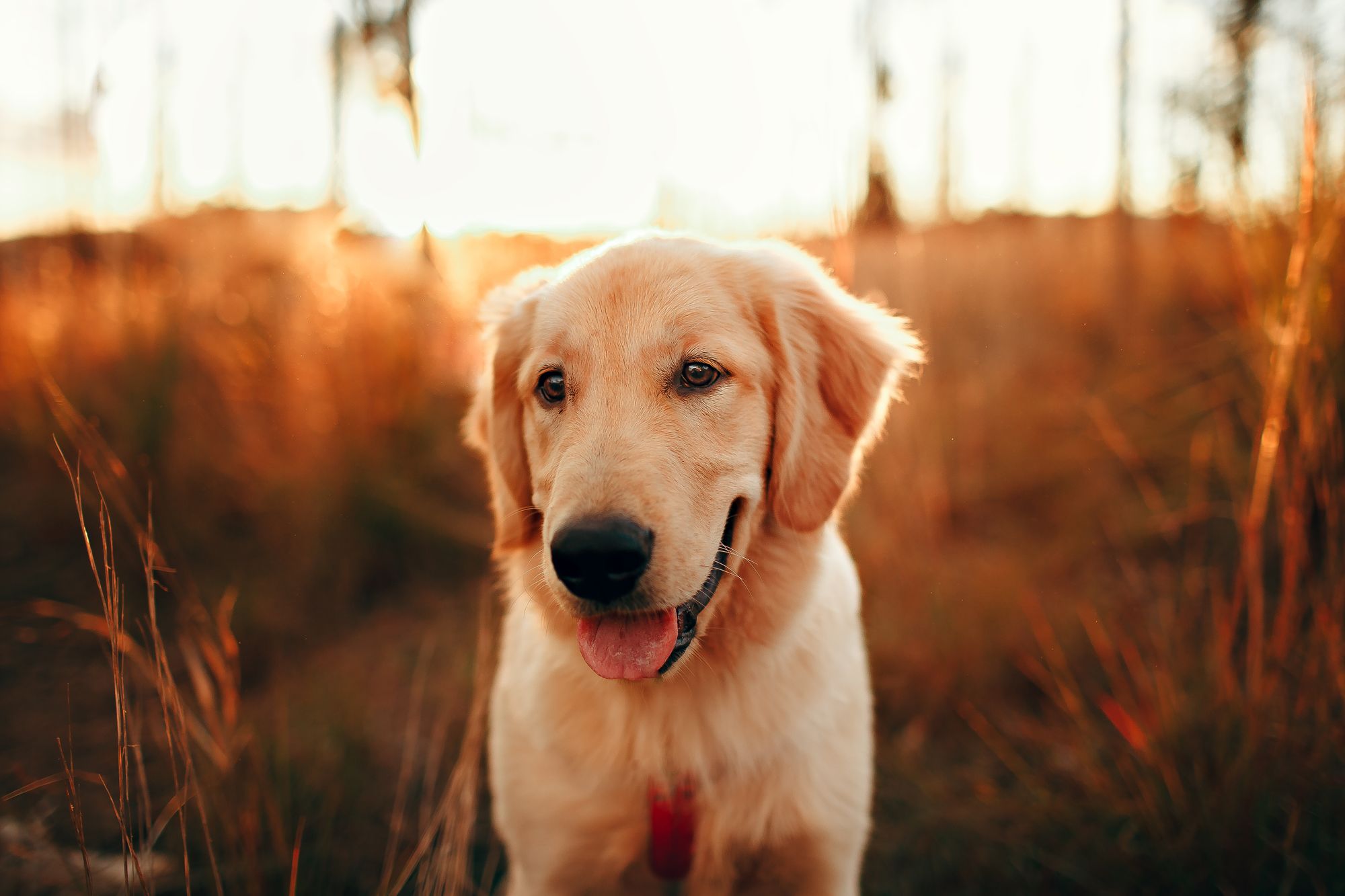 A golden retriever in a sunlit field